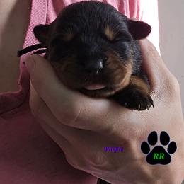 Purple - Black and mahogany female Rottweiler puppy in Tangent, Oregon from Raya's Royals