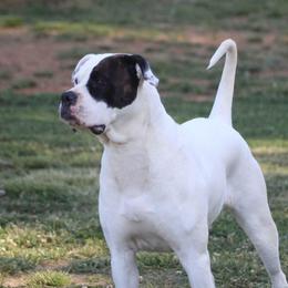 Nori - American Bulldog