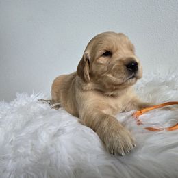 Austin (Orange) - Golden male Golden Retriever puppy in Puyallup, Washington from Daffodil Valley Goldens