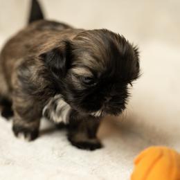 Shih Tzu Puppies from Good Lil Shih Tzu