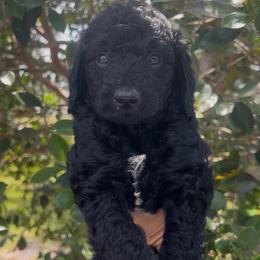 Beth - Black female Goldendoodle puppy in Cocoa, Florida from The Coastal Homestead