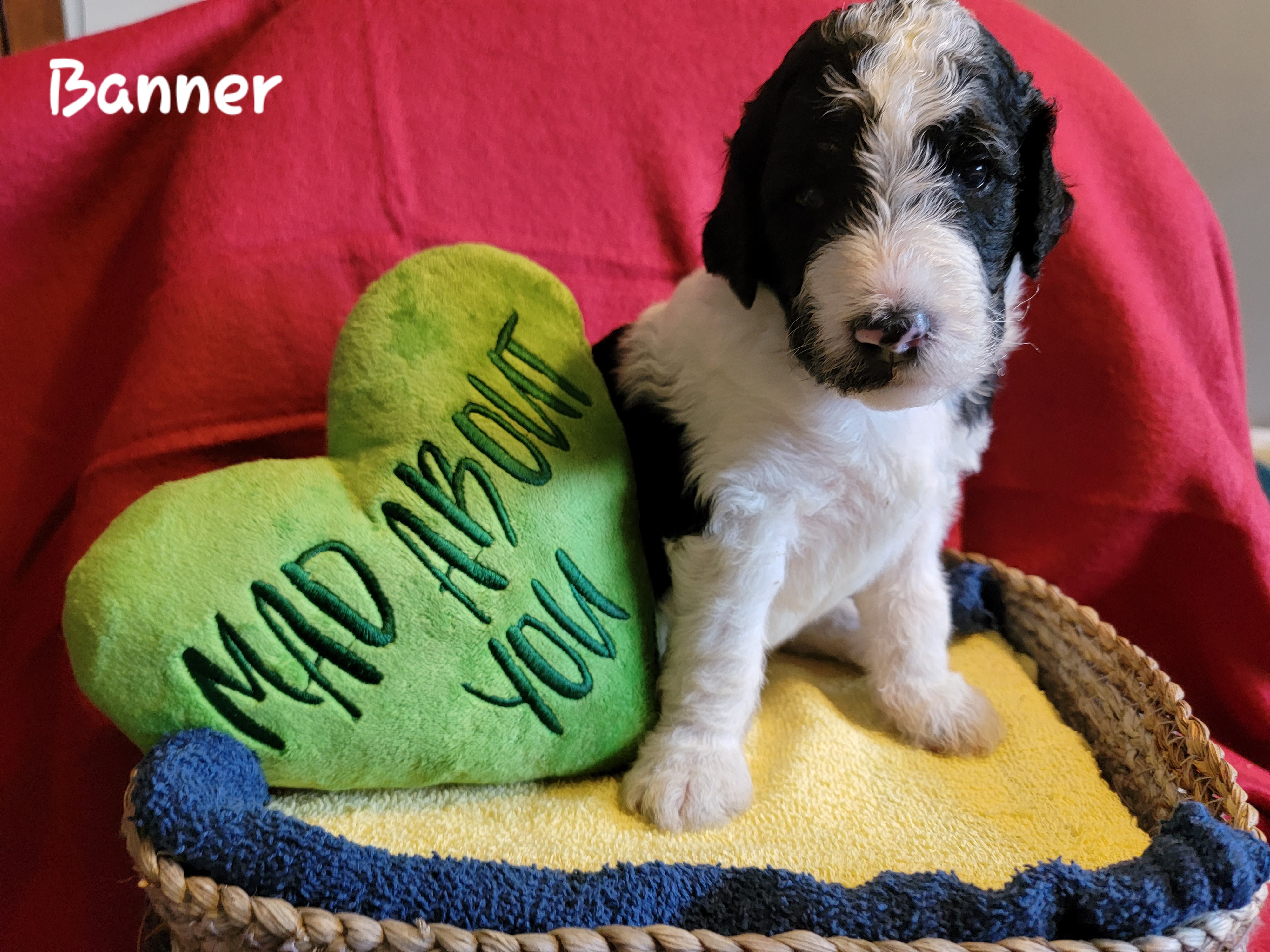 Banner - Black and white Bernedoodle puppy in Columbiana, Ohio from Painted Doodles and Poodles LLC