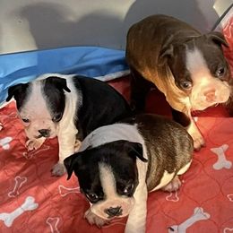 Boston Terriers from Samantha's Bostons