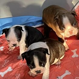 Boston Terriers from Samantha's Bostons
