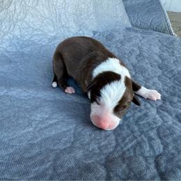 Boy 3 - Red male Border Collie puppy in Centerville, Washington from Forthright Farms