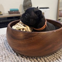 French Bulldog Puppies from Desert Madness Frenchies