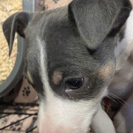 Rat Terrier Puppies from Jaynie Cavin