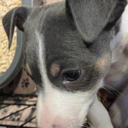 Rat Terrier Puppies from Jaynie Cavin