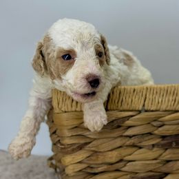 Ham - Parti male Poodle puppy in Greeneville, Tennessee from Smokey Mountain Sheepadoodles
