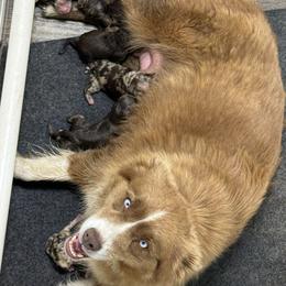 Miniature Australian Shepherd puppies from Bradley Kennels