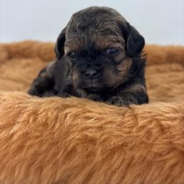 Harper - purple - Brown female Shihpoo puppy in Gay, Georgia from That’s My Puppy