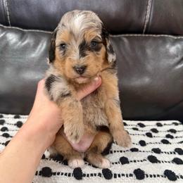 Sherpa - Blue merle female Aussiedoodle puppy in Heber City, Utah from Junipersdoodles
