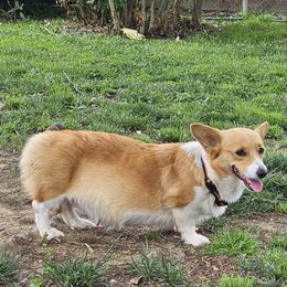 Lady - Pembroke Welsh Corgi