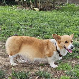 Lady - Pembroke Welsh Corgi
