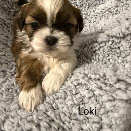 Loki - Gold and white male Shih Tzu puppy in Jasper, Indiana from Jacob’s Spoiled Shih Tzu