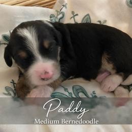 Paddy - Tri-color male Bernedoodle puppy in Huntsville, Alabama from Falcon Ridge Doodles