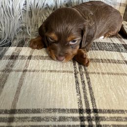 Dachshund Puppies from Regan's Divas