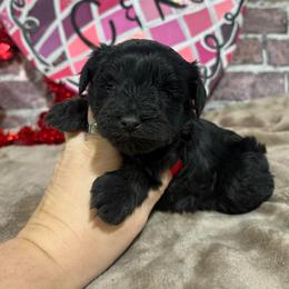 Rocco - Black male Miniature Schnauzer puppy in Lufkin, Texas from C&K’s Schnauzer House