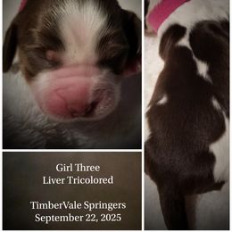 Girl 3 - female English Springer Spaniel puppy in Silverdale, Washington from TimberVale Springers