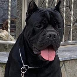 Roy - Cane Corso