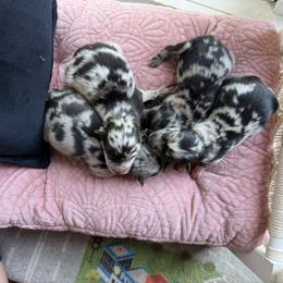 Pomsky Puppies from Browns Pomskys