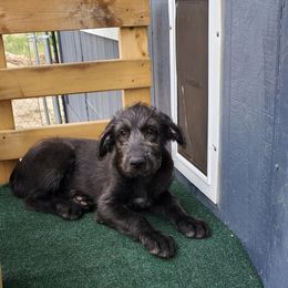 Irish Wolfhound Puppies from Wicked Wolfhounds Ltd.