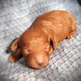 Rocket Dark Red Mini Poodle - Red  male Poodle puppy in Falcon, Missouri from Cedar House Heritage Poodles | AKC Toy & Miniature Poodle Puppies Raised in Home