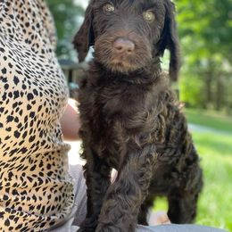 Goldendoodle Puppies from Fluff Puff Doodles