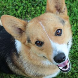 American Corgis and Pembroke Welsh Corgis from J & J Kennels