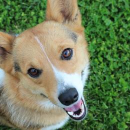 American Corgis and Pembroke Welsh Corgis from J & J Kennels