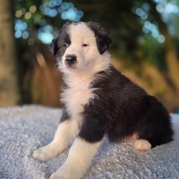 Oreo - Black & white female Australian Shepherd puppy in Summerville, South Carolina from Flowertown Aussies