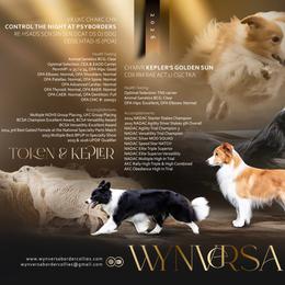 Border Collie puppies from Wynversa Border Collies