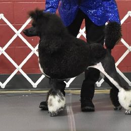 Xen - Poodle