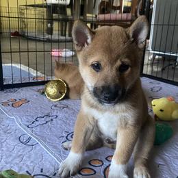 Shiba Inu Puppies from Kiara Coloma