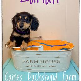 Zariah - Black and cream female Dachshund puppy in Cincinnati, Ohio from Caines Dachshund Farm