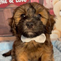 Clyde - Red sable male Havanese puppy in Clermont, Florida from Country Sweet Havanese and Creative Coaching