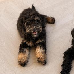 Winnie - Black female Sheepadoodle puppy in North Royalton, Ohio from Johnson's Doodles