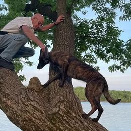 Dutch Shepherd puppies from Acadia CanineTM