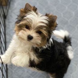 Biewer Terriers and Yorkshire Terriers from WB's Yorkies and Biewers