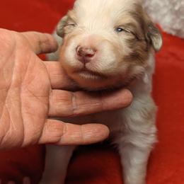 Australian Shepherd Puppies from Firelight Australian Shepherds