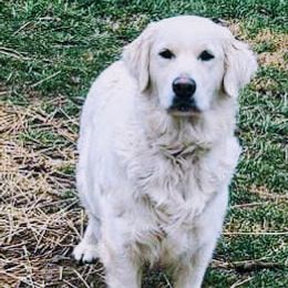 Golden Retriever All Grown Up from Wilkinson’s Wonders