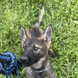 Yellow - German Shepherd puppy in Louisville, Kentucky from B1 Kennels