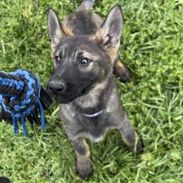 Yellow - German Shepherd puppy in Louisville, Kentucky from B1 Kennels