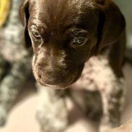 German Shorthaired Pointer Puppies from MaggieMae Andersen