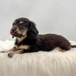 Raven - Black and cream female Dachshund puppy in Litchfield, Illinois from Charmm Dachshunds