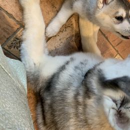 Siberian Husky Puppies from Sassenach Siberians
