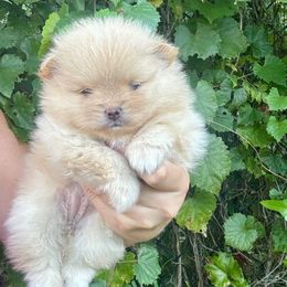 Girl 1 - Cream female Pomeranian puppy in Green Cove Springs, Florida from Natasha's Ark of Joy