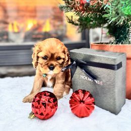 Trick - Ruby female Cavalier King Charles Spaniel puppy in Blanding, Utah from Card’s Cavaliers
