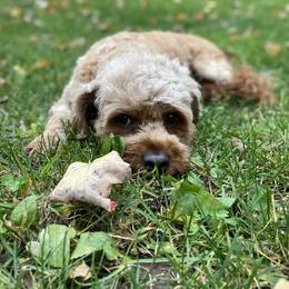 Ruby - Cavapoo