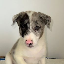 Rocky - Blue merle male Border Collie puppy in Henagar, Alabama from Ridge Kap Border Collies